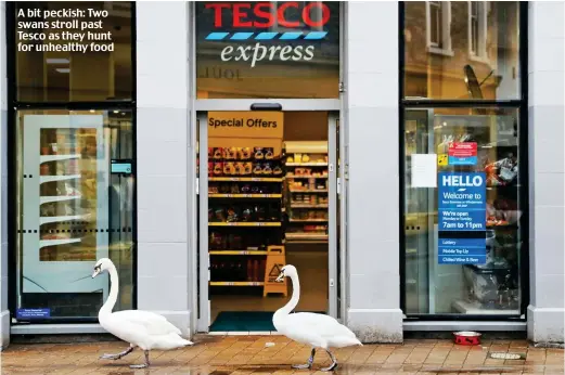  ??  ?? A bit peckish: Two swans stroll past Tesco as they hunt for unhealthy food