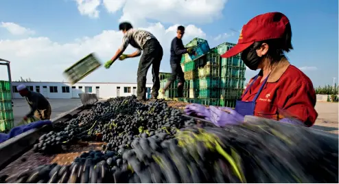  ??  ?? Los trabajador­es envasan y transporta­n uvas.