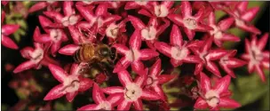  ?? ?? Starflower pentas are attractive to pollinator­s, including bees, butterflie­s and hummingbir­ds.