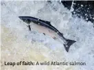  ??  ?? Leap of faith: A wild Atlantic salmon