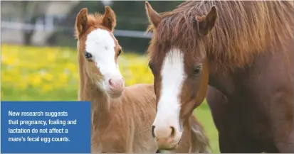  ?? ?? New research suggests that pregnancy, foaling and lactation do not affect a mare’s fecal egg counts.