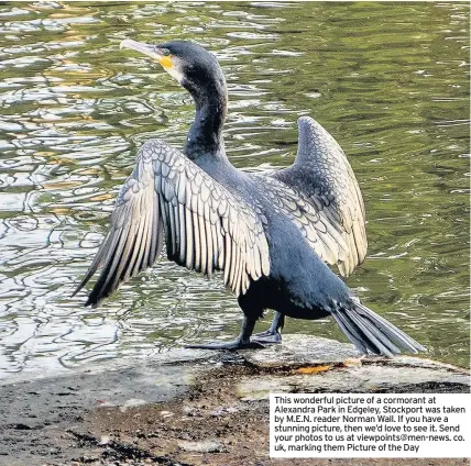  ??  ?? This wonderful picture of a cormorant at Alexandra Park in Edgeley, Stockport was taken by M.E.N. reader Norman Wall. If you have a stunning picture, then we’d love to see it. Send your photos to us at viewpoints@men-news. co. uk, marking them Picture...