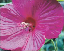  ??  ?? Rose mallow, a type of hardy hibiscus, is in deep pink flower now.