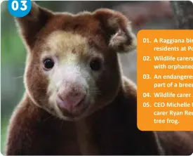  ??  ?? 03
01. A Raggiana bird of paradise, one of the residents at Port Moresby Nature Park.
02. Wildlife carers Epi Vele and Susan Fari with orphaned grey wallabies.
03. An endangered Matchies tree kangaroo, part of a breeding program at the park.
04. Wildlife carer Joshua Heni with a cuscus.
05. CEO Michelle McGeorge and wildlife carer Ryan Reuma with a green tree frog.