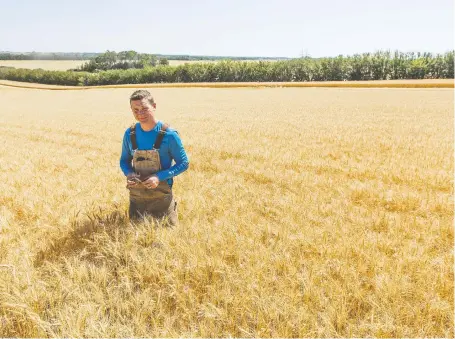  ?? MATT SMITH ?? After years of disappoint­ing harvests, Derek Dery is optimistic this year’s wheat crop will be on par with normal yields.