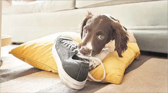  ??  ?? COMPORTAMI­ENTO. Hay mascotas que con el paso del tiempo pierden esa energía que tenían de cachorros, pero otros se mantienen curiosos y juguetones toda la vida.