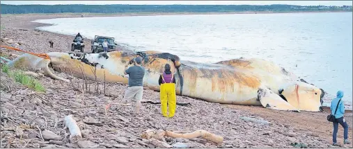  ??  ?? Specialist­s from across North America joined a team of investigat­ors at Phee Shore in Norway Thursday morning in performing a necropsy on a North Atlantic right whale. Two more, of the marine mammals, out of six found dead in the Gulf of St. Lawrence...