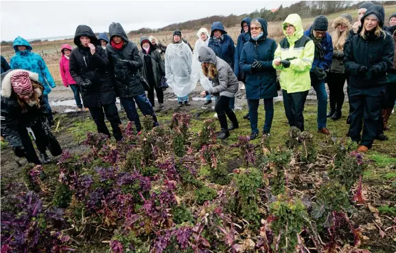  ?? Bild: OLA FOLKESSON ?? MISSBILDAD BRYSSELKÅL. I USA hittade Mikael Jidenholm flowerspro­ut som han i dag odlar på Ugglarps Grönt. Något svenskt namn finns inte och egentligen är det en slags missbildad brysselkål som studiebesö­karna erbjuds att provsmaka.