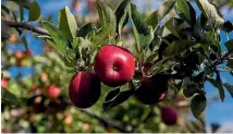  ?? PHOTO: SUPPLIED ?? Scales Corporatio­n is the leading the developmen­t of new apple varieties for export.