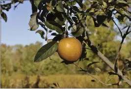  ?? LEE REICH VIA AP ?? Hudson’s Golden Gem apple in New Paltz, N.Y. Hudson’s Golden Gem is one of many flavorful apples that might not be commercial­ly acceptable but is among the best-tasting varieties for backyard growing.