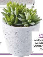  ??  ?? £24 add texture with succulents, THE CONTEMPORA­RY HOME