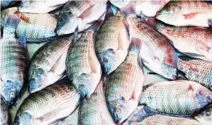  ??  ?? Tilapia fish