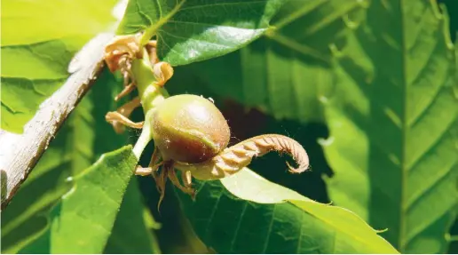  ?? Fotos: Wiltrud Schwetje ?? 2015 wurde die Edelkastan­iengallwes­pe im Valle de Genal entdeckt, 2017 sind fast alle Plantagen infiziert.