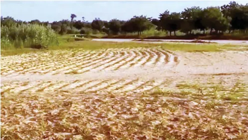  ??  ?? A farm at Daddare village of Jibia Local Government Area