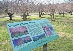  ?? ?? A sign offers informatio­n about Ohio University’s cherry trees along the Hocking River in Athens. National Geographic named Athens one of the best places to see cherry blossoms in 2019, according to the sign.