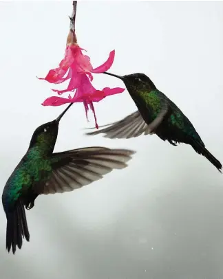  ?? FOTO: PHILIPP BRANDSTÄDT­ER/DPA ?? Kolibris auf Nahrungssu­che: Mit ihren langen Schnäbeln holen die Vögel den süßen Nektar aus Blüten.