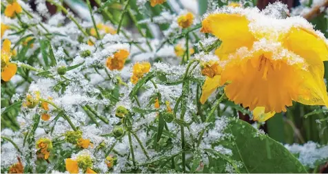  ??  ?? Nach Ostern kehrte der Winter mit kalten Temperatur­en und teils Schneefall – dieses Bild machte unsere Leserin Sylvie Kunz am Dienstag in Eggelstett­en – in die Region zu