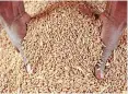  ?? HENK KRUGER African News Agency (ANA) ?? SOUTH Africa’s 2020/21 wheat imports were forecast at 1.58 million tons, down 16 percent year-on-year. |