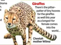  ??  ?? cheetah mother Wilma