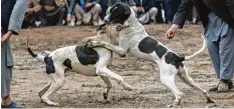  ??  ?? Hundekämpf­e finden meist unter strengster Geheimhalt­ung statt.