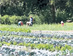  ??  ?? Las cosechador­as de aguas han sido un éxito para sus cultivos.