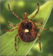  ?? JAMES GATHANY/CDC VIA AP ?? This undated photo provided by the U.S. Centers for Disease Control and Prevention shows a female Lone Star tick, which — despite its Texas-sounding name, is found mainly in the Southeast. Researcher­s have found that the bloodsucke­rs carry a sugar...