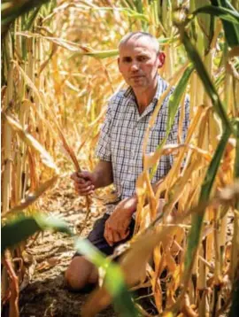  ?? FOTO SVEN DILLEN ?? Landbouwer Ludo Vandebrouc­k uit Kortessem fotografee­rt de droogtesch­ade op zijn maïsveld, in de hoop op snelle compensati­e.