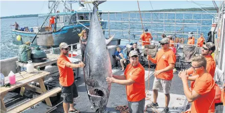  ?? Kathy Johnson ?? A bluefin tuna is hoisted up on the John Harold as the fishing vessel Lucky Strike berths in the background during the weigh-in at the Wedgeport Tuna Tournament &amp; Festival in 2017.