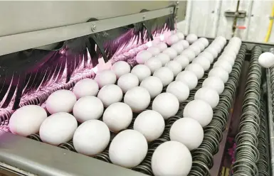  ?? TERRY CHEA/AP ?? Eggs are cleaned and disinfecte­d Jan. 11 at the Sunrise Farms processing plant in Petaluma, California.