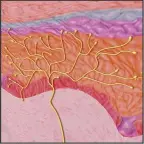  ??  ?? LEFT: Nerves (yellow) lie beneath the surface of the skin