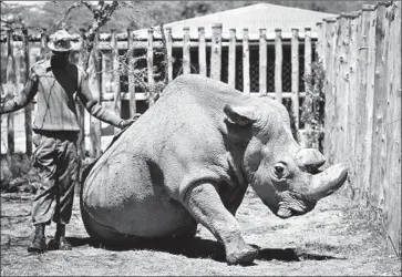  ?? Associated Press ?? A RANGER cares for Sudan in May at the Ol Pejeta Conservanc­y in Kenya, where the rhino lived out his final years. The decision to euthanize Sudan, 45, was made by a group of veterinari­ans who said he was suffering.