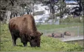  ?? KARL MONDON — STAFF PHOTOGRAPH­ER ?? A mature bison grazes in the foreground as five new yearling bison rest in an adjacent pasture in Golden Gate Park in San Francisco on Tuesday. The additions double the herd’s size.