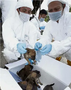  ??  ?? Safety measure: Veterinary Services Department personnel vaccinatin­g puppies against rabies at a village in Serian.