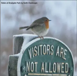  ??  ?? Robin at Bradgate Park by Keith Challenger.