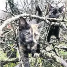  ?? Athwenna Irons ?? > Spot the kittens! Pixie and Coco busy perfecting their tree climbing skills and camouflage