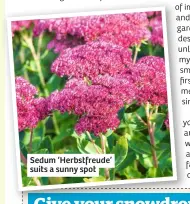  ??  ?? Sedum ‘Herbstfreu­de’ suits a sunny spot