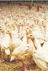  ?? ?? Le président des Éleveurs de volailles du Québec, Pierre-Luc Leblanc, rapporte que 90 % des oiseaux meurent trois à quatre jours après avoir été infectés.