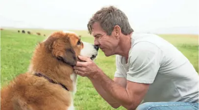  ??  ?? PHOTOS BY JOE LEDERER, UNIVERSAL Bailey (voiced by Josh Gad) and Ethan (Dennis Quaid) go nose to nose in A Dog’s Purpose, out Friday.