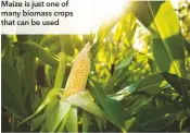  ??  ?? Maize is just one of many biomass crops that can be used