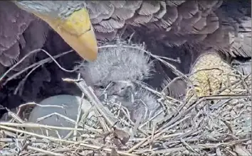  ?? Photos courtesy of U.S. Steel Irvin plant ?? The first of two bald eagle eggs hatched at a nest located on U.S. Steel Irvin plant property in West Mifflin on Sunday.