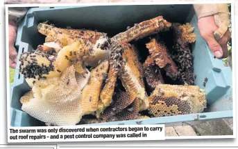  ??  ?? The swarm was only discovered when contractor­s began to carry out roof repairs - and a pest control company was called in