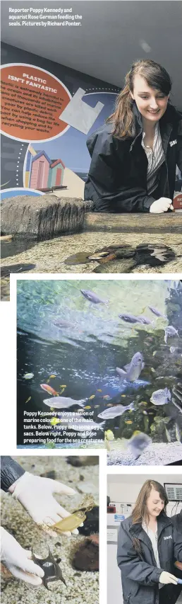  ??  ?? Reporter Poppy Kennedy and aquarist Rose German feeding the seals. Pictures by Richard Ponter. Poppy Kennedy enjoys a vision of marine colour at one of the main tanks. Below, Poppy with some egg sacs. Below right, Poppy and Rose preparing food for the...