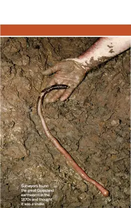  ??  ?? Surveyors found the great Gippsland earthworm in the 1870s and thought it was a snake.