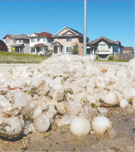  ?? PHOTOS: GAVIN YOUNG ?? Almost two days after Saturday’s storm, large hail stones were still visible on a Saddle Ridge street in northeast Calgary.