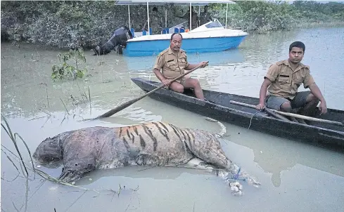  ??  ?? WRATH OF RAINS: The carcass of a tiger lies in floodwater­s at the Bagori range inside Kaziranga National Park in the northeaste­rn Indian state of Assam.