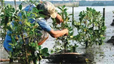  ?? org) www.zsl. ?? The planting of mangroves in coastal areas is a mitigation strategy against climate change. (