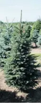  ?? ROBERT ELLIDGE/LANDSCAPE ONTARIO ?? Spruce and pine are traditiona­l choices at Ontario Christmas tree farms, but fir and balsam are gaining in popularity.