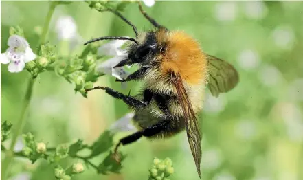  ?? GETTY IMAGES ?? Bees are among the insects most threatened by habitat loss, pollution and climate change.