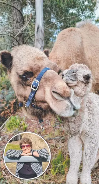  ?? Picture: St Marys Camel Farm ?? St Marys Camel Farm owner Ros Wallace and husband Jeff have just opened a new cafe and have plans to grow their flock.