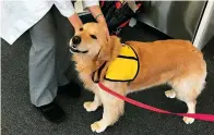  ?? Meghan Davis/Johns Hopkins University via AP ?? Q This March 2017 photo provided by Johns Hopkins University shows therapy dog Winnie at the university’s hospital in Baltimore, Md. Therapy dogs who visit hospital patients can bring joy, affection and superbug bacteria, according to a new study by Johns Hopkins released Friday.